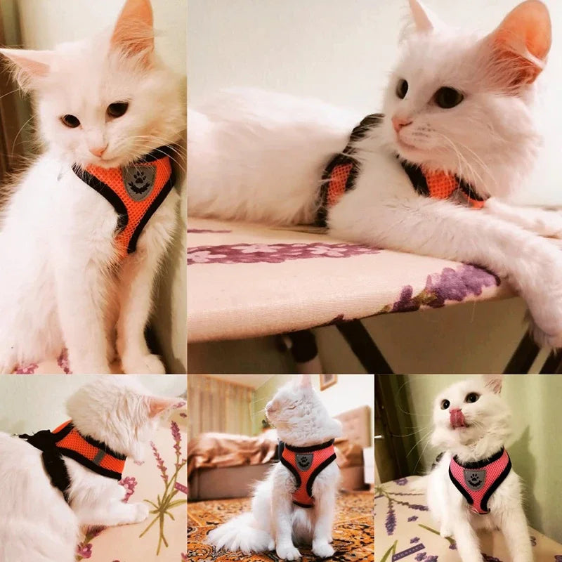 Dog Harness & Lead